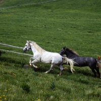 Picture of 2 lipizzaner colts cantering at stubalm, piber