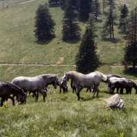 Picture of 2 Lipizzaner colts eyeing each other in group at stubalm, piber