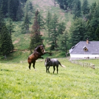 Picture of 2 lipizzaner colts in mock fight at stubalm, piber