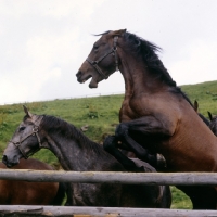 Picture of 2 lipizzaner colts mock fighting, at stubalm, piber