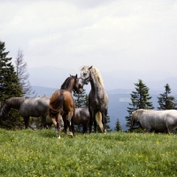 Picture of 2 lipizzaner colts sizing each other up at stubalm, piber