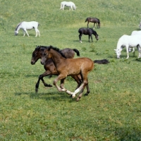 Picture of 2 lipizzaner foals galloping, racing, together at piber