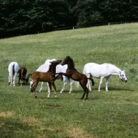 Picture of 2 lipizzaner foals, one rearing and pawing, dancing at piber