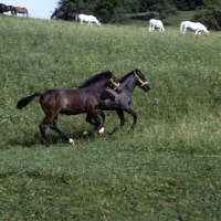 Picture of 2 lipizzaner foals pretending to be friends at piber