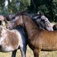 Picture of 2 lipizzaner foals shedding their coats, mutual grooming at piber