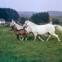 Picture of 2 lipizzaner mares and a foal at piber