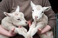 Picture of 2 Lleyn lambs tucked under farmers arms.