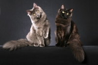 Picture of 2 Maine Coons looking at camera on grey background
