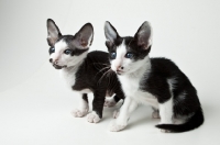 Picture of 2 Peterbald kittens, 6 weeks old