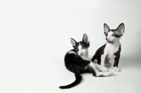 Picture of 2 Peterbald kittens 6 weeks old, one sitting and one laying