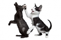 Picture of 2 Peterbald kittens playing, 10 weeks