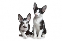 Picture of 2 peterbald kittens sitting and looking at camera, 10 weeks