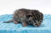 Picture of 2 week old Asian Leopard kitten