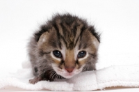 Picture of 2 week old Asian Leopard kitten