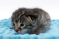 Picture of 2 week old Asian Leopard kitten on blanket