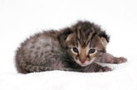 Picture of 2 week old Asian Leopard kitten