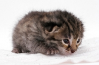 Picture of 2 week old Asian Leopard kitten