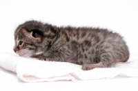 Picture of 2 week old Asian Leopard kitten