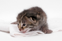 Picture of 2 week old Asian Leopard kitten