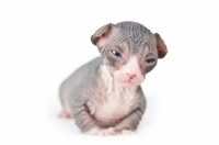 Picture of 2 week old Sphynx kitten