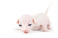 Picture of 2 week old Sphynx kitten