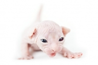 Picture of 2 week old Sphynx kitten