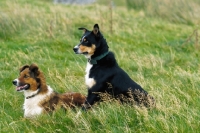 Picture of 2 Welsh Sheepdogs (aka Welsh collie)
