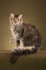 Picture of 2 year old Brown Mac Tabby LaPerm male sitting left with paw raised, looking at us.