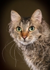 Picture of 2 year old Brown Mackerel Tabby LaPerm male neuter, Head Study.