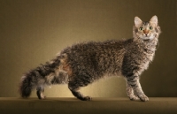 Picture of 2 year old Brown Mackerel Tabby LaPerm Male Alter standing to Right looking at us.