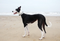 Picture of 2 Year old greyhound, racing bred, on the beach, merlin, all photographer's profit from this image go to greyhound charities and rescue organisations