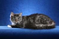 Picture of 2 year old Silver Tabby with White LaPerm Alter crouched to left looking out.