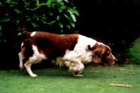 Picture of 37 CCs, right, welsh springer spaniel on the move