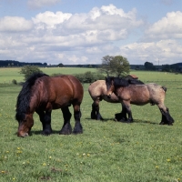 Picture of 3 Ardennais in field in belgium