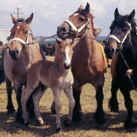 Picture of 3 Ardennais with foal being shown at Libramont