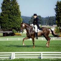 Picture of 3 day event dressage at luhmuhlen, 