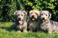 Picture of 3 irish glen of imaal terriers