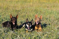 Picture of 3 Kelpie working champions in Australia