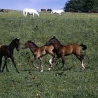 Picture of 3 lipizzaner foals kicking, biting, playing at piber