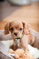 Picture of 3 month old Cavalier King Charles Spaniel puppy