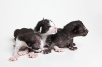 Picture of 3 Peterbald kittens 1 day old