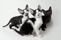 Picture of 3 Peterbald kittens 6 weeks old sitting on white background