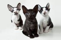 Picture of 3 Peterbald kittens 6 weeks old, front view