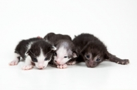 Picture of 3 Peterbald kittens, eyes just opened, 1 week old