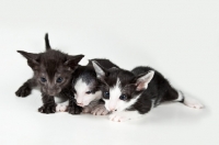 Picture of 3 Peterbald kittens lying on white background, 4 weeks old