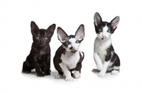Picture of 3 peterbald kittens sitting and looking towards camera, 10 weeks