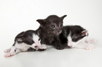 Picture of 3 Peterbald kittens together, 3 weeks old