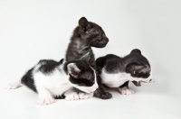 Picture of 3 Peterbald kittens together, 4 weeks old