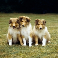 Picture of 3 rough collie puppies sitting together