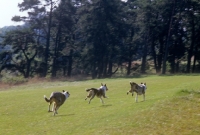 Picture of 3 smooth collies, all galloping with hind feet in the air